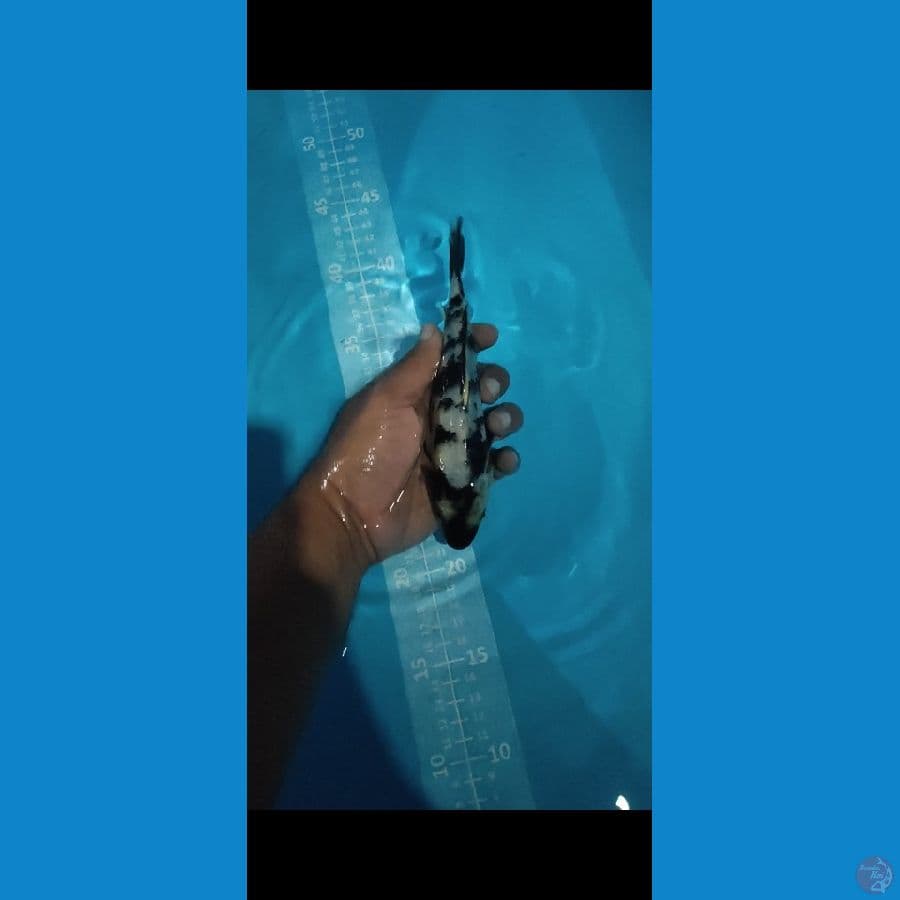 SHIRO 20cm