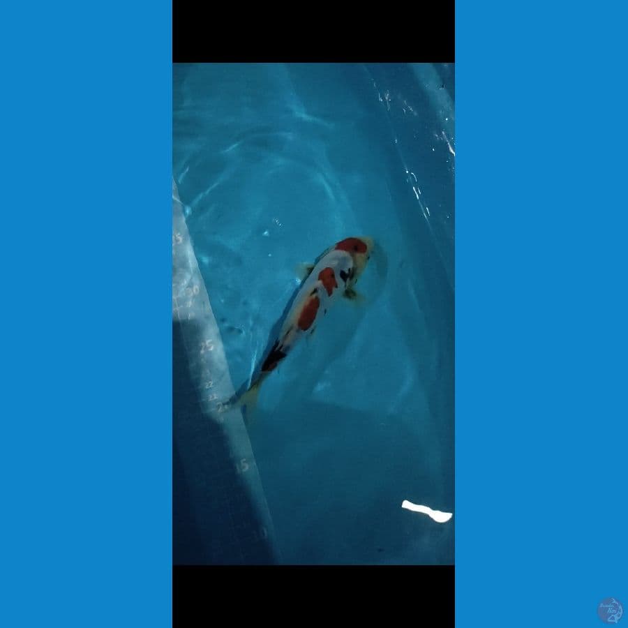DOITSU SHOWA 20cm