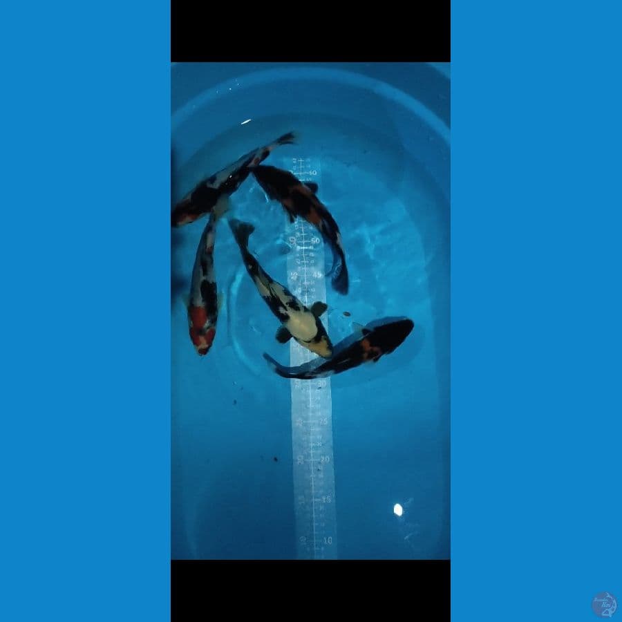 SHIWA SHIRO 5ekor 24-26cm