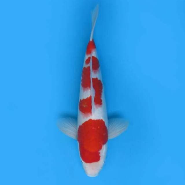 34cm Tosai - F1 Original Kohaku Prospek 