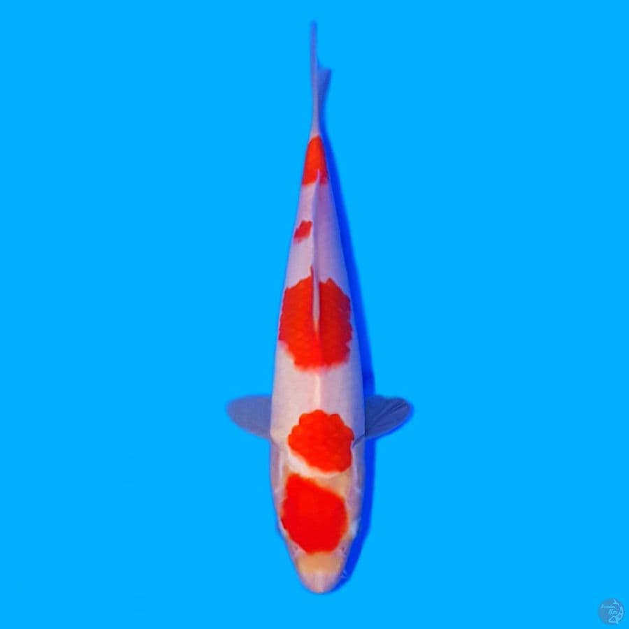KOHAKU Maruten SQ 27 cm.