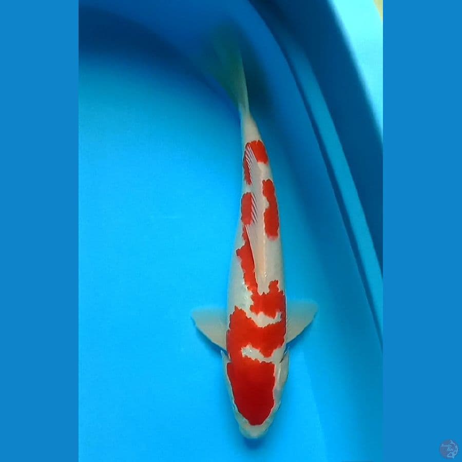 Kohaku Inazoma