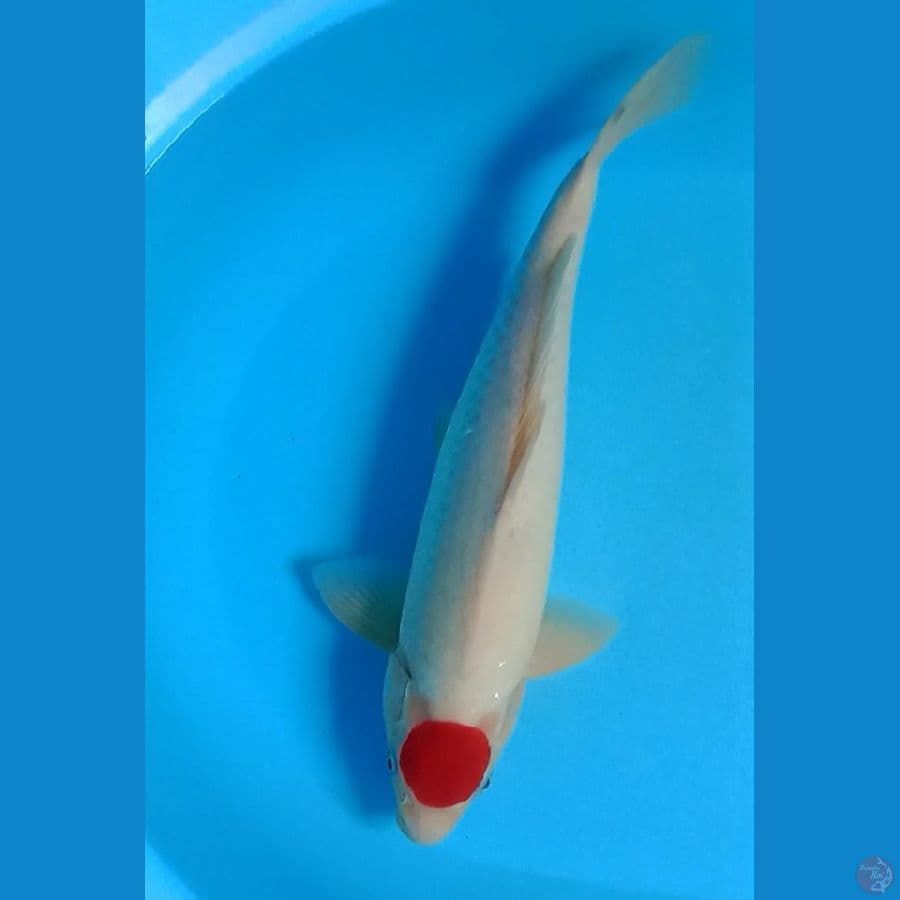 TANCHO KOHAKU