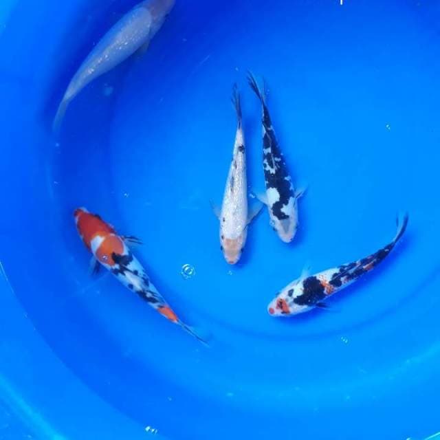 Mix