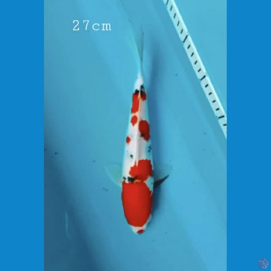 Sanke 27cm