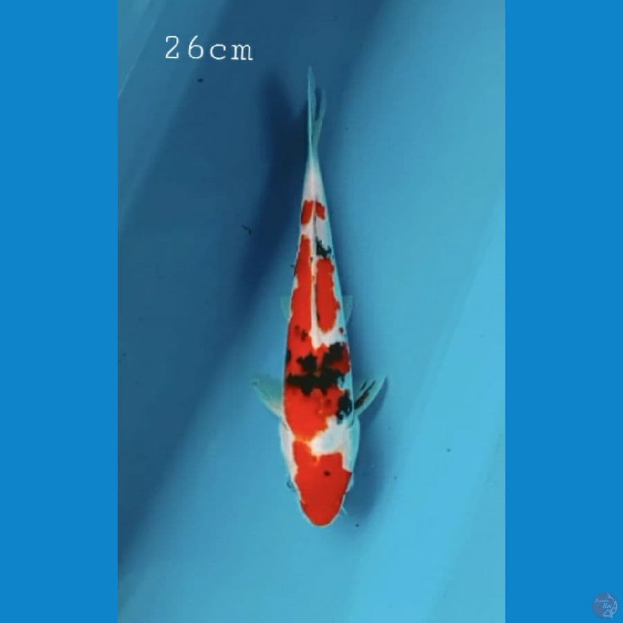 Sanke 26cm