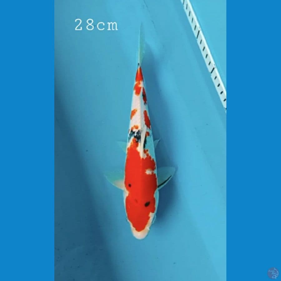 Sanke 28cm