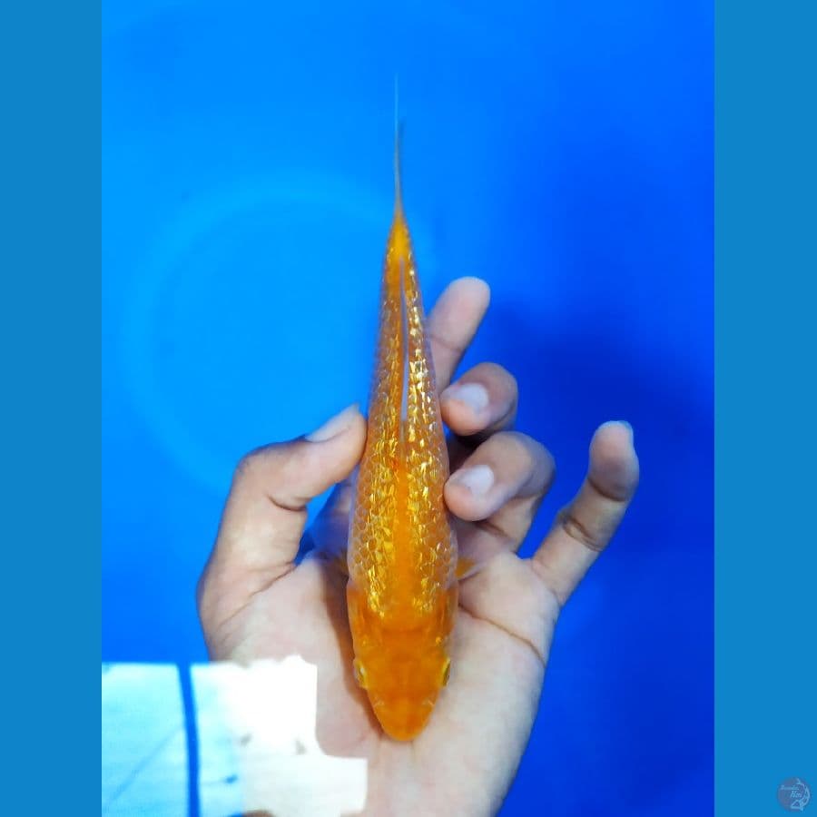 karashi ghindrin 19cm 