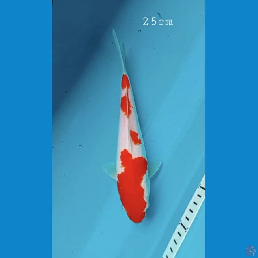 kohaku 25cm