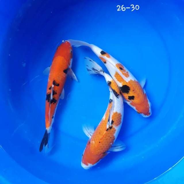Mix Koi