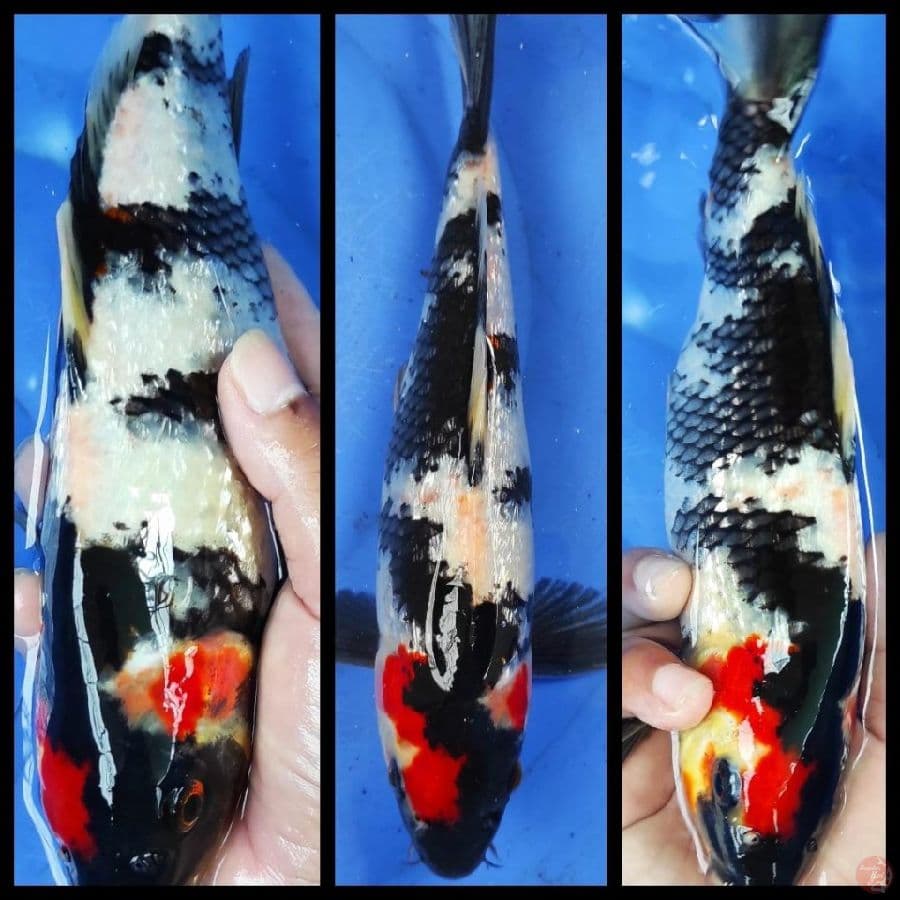 SHOWA GINRIN. 28CM