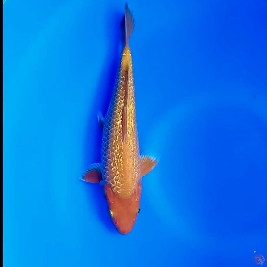 Ginrin Red karashi 28cm male