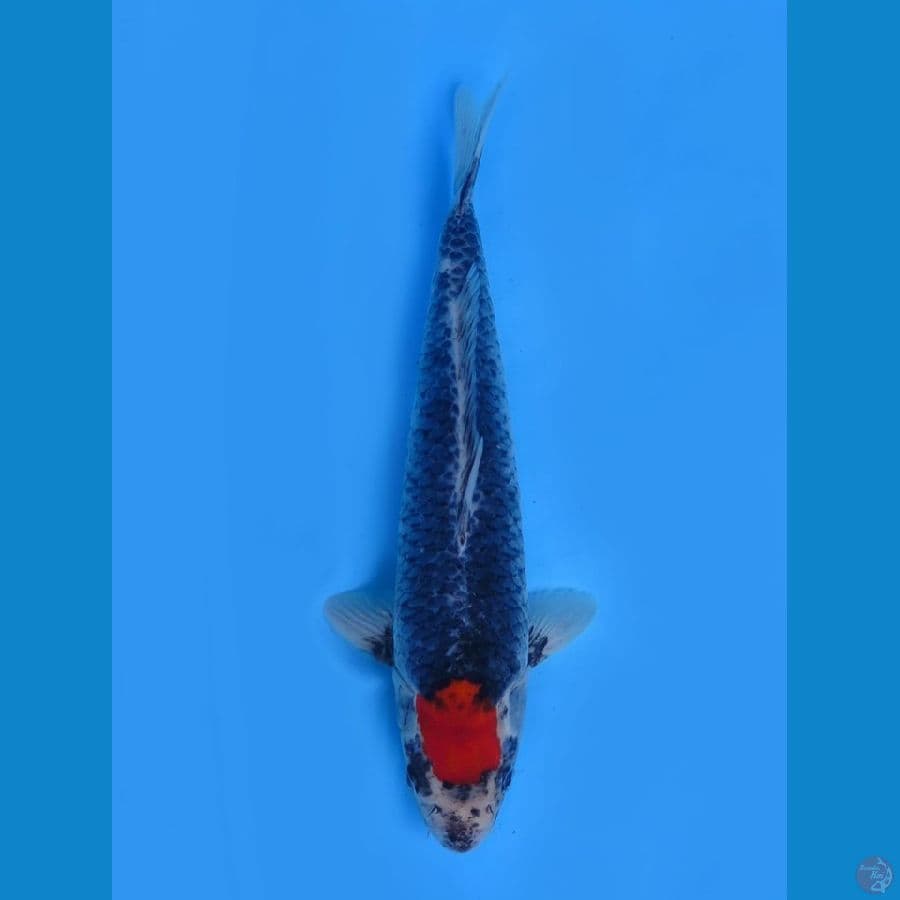 Tancho Ori
