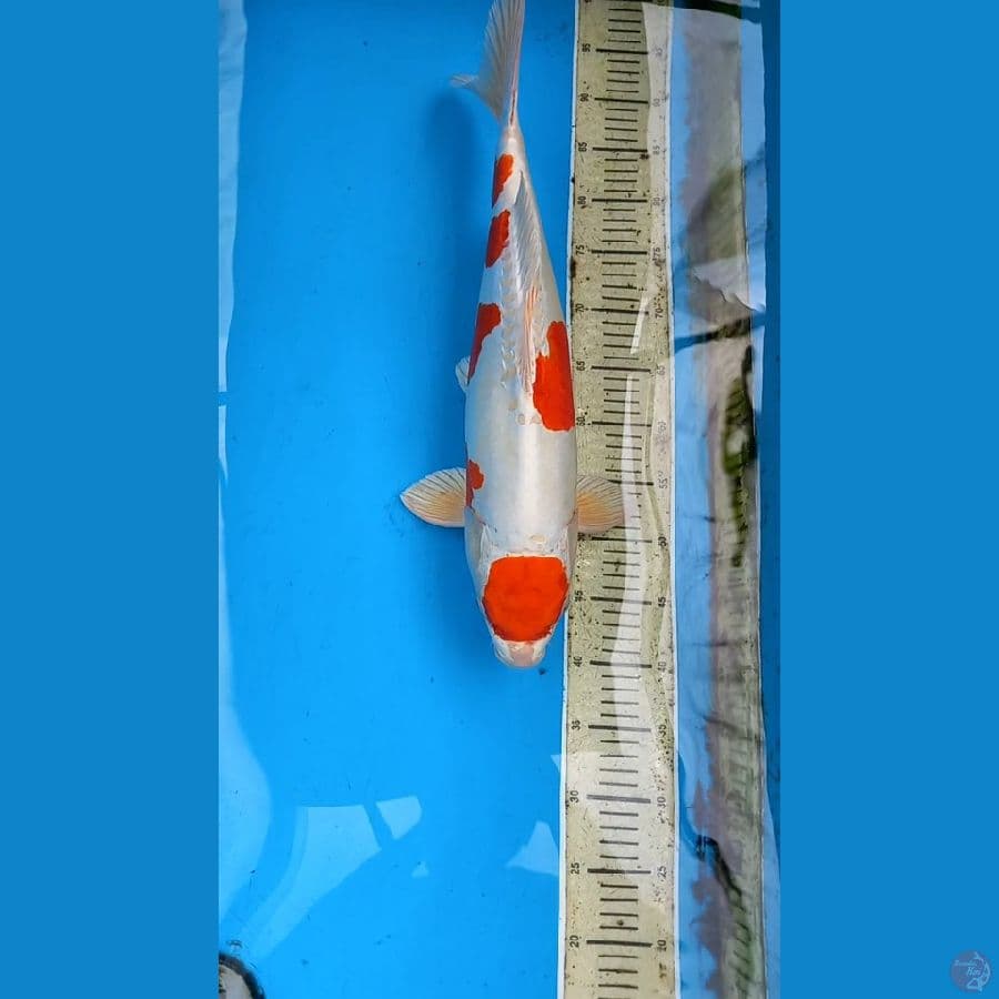 Kikusui 52cm male