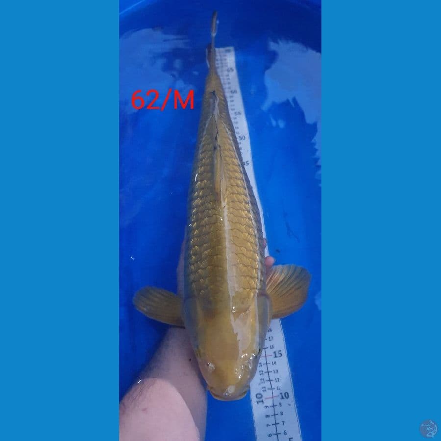 Midori Ginrin Jantan 62cm