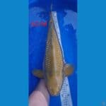Midori Ginrin Jantan 62cm