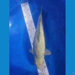 Soragoi Ginrin 40cm