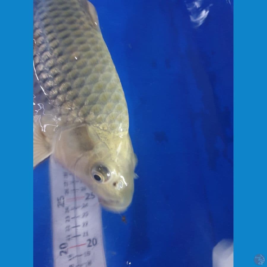 Soragoi Ginrin 40cm