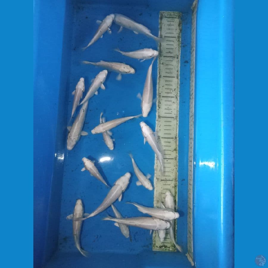 platinum 10-15cm 15 ekor