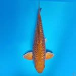 CAGHOI BOHAY FULL GINRIN
