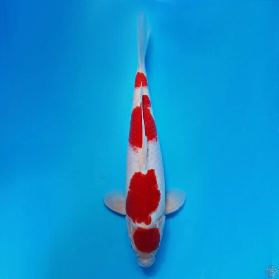 RED STRONG MARUTEN KOHAKU