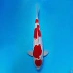 RED STRONG MARUTEN KOHAKU