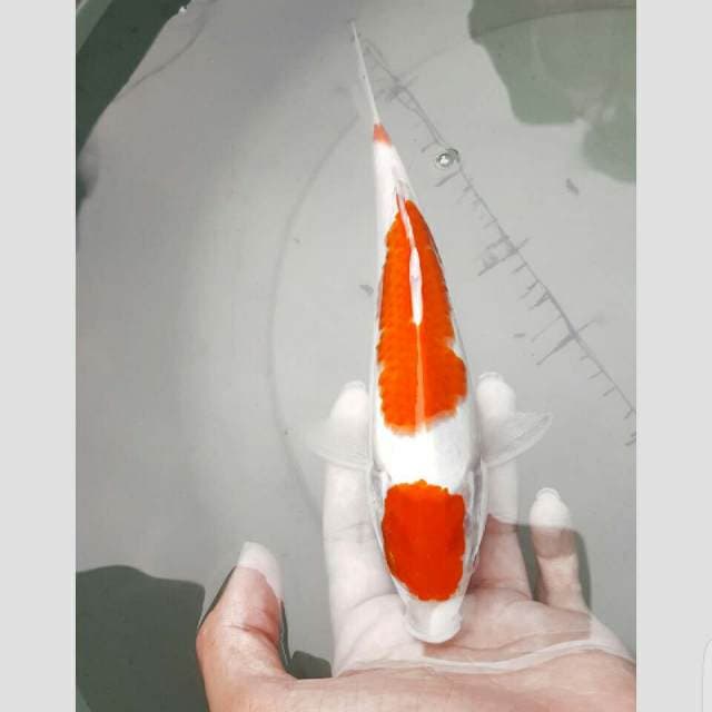 kohaku 3step f1 30bu