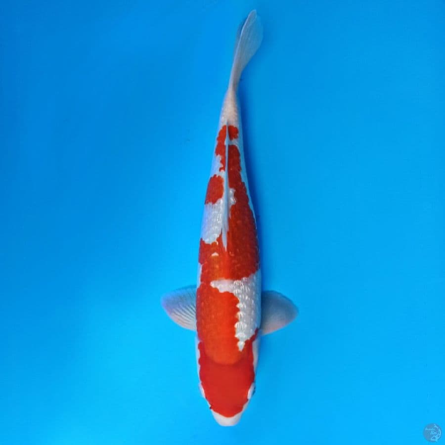 Full ginrin kohaku janoko