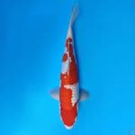 Full ginrin kohaku janoko
