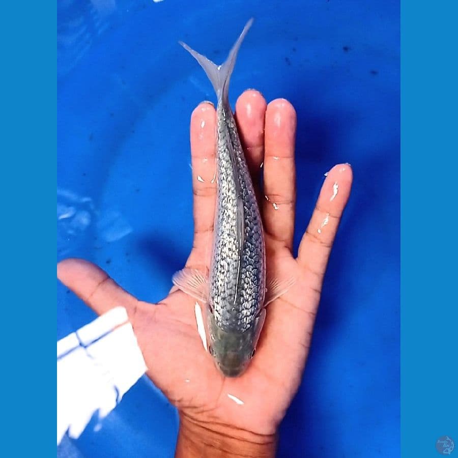 soragoi gindrin 19 cm