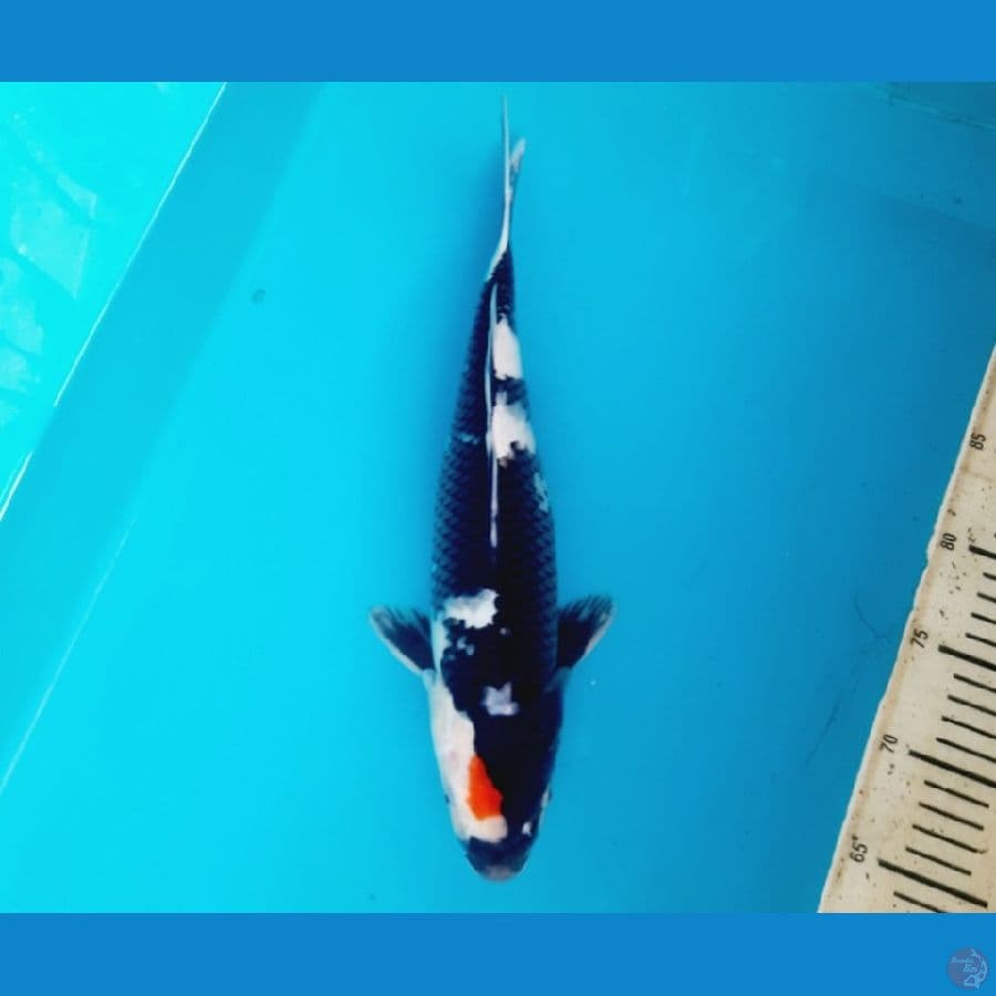 Tancho showa 36cm female