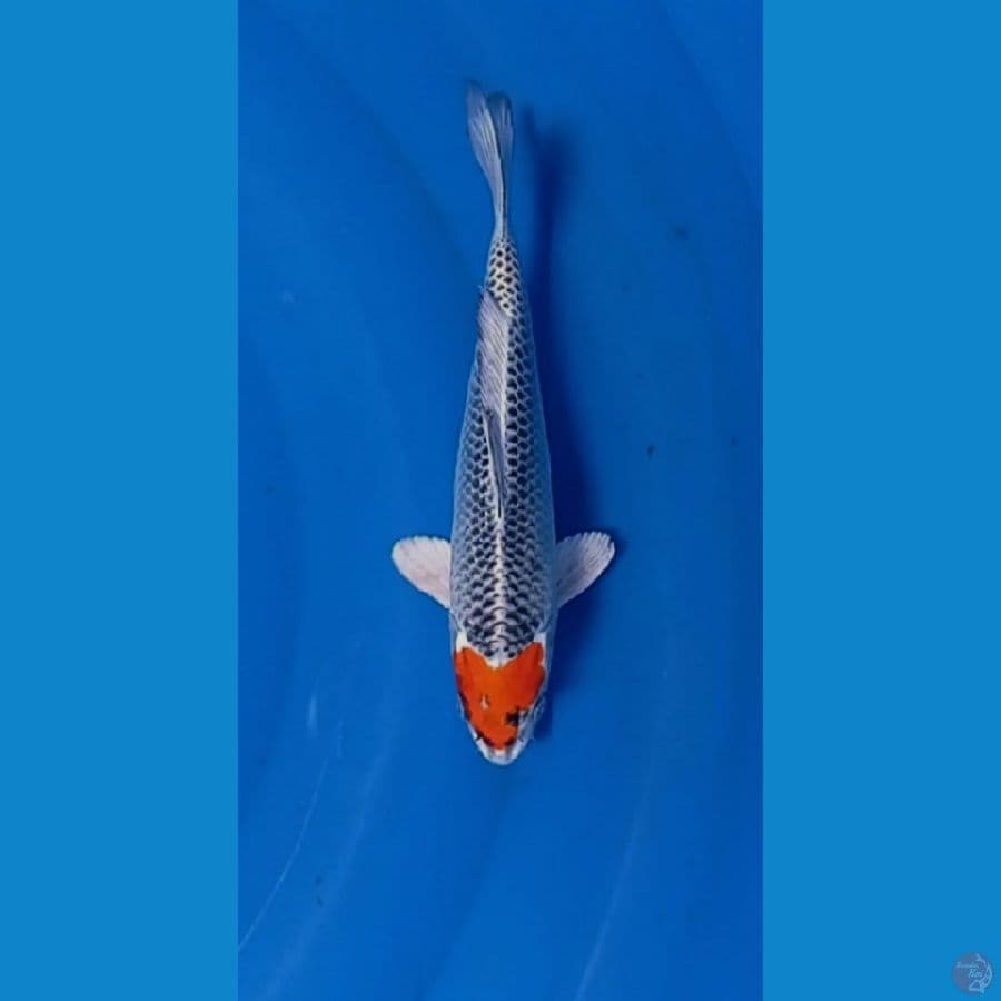 TC. kujaku 27 cm