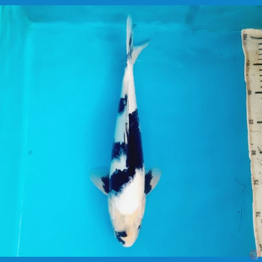 Shiro 36cm male