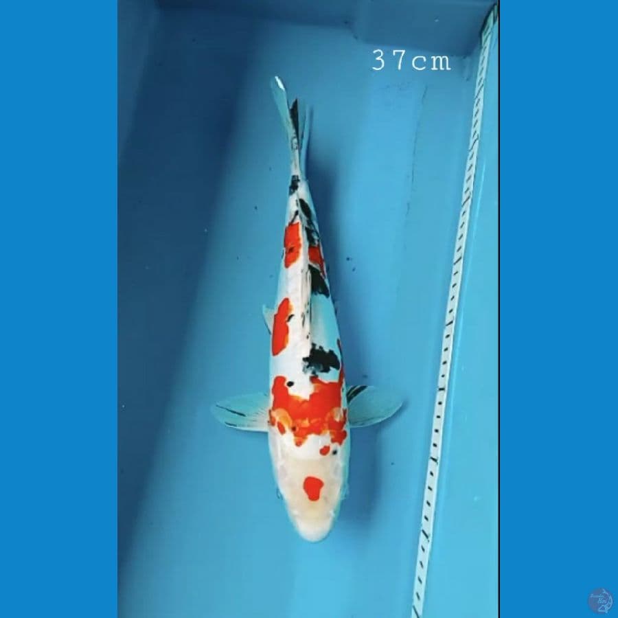 Sanke doit 37cm