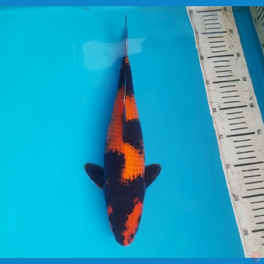 Hiu 36cm female