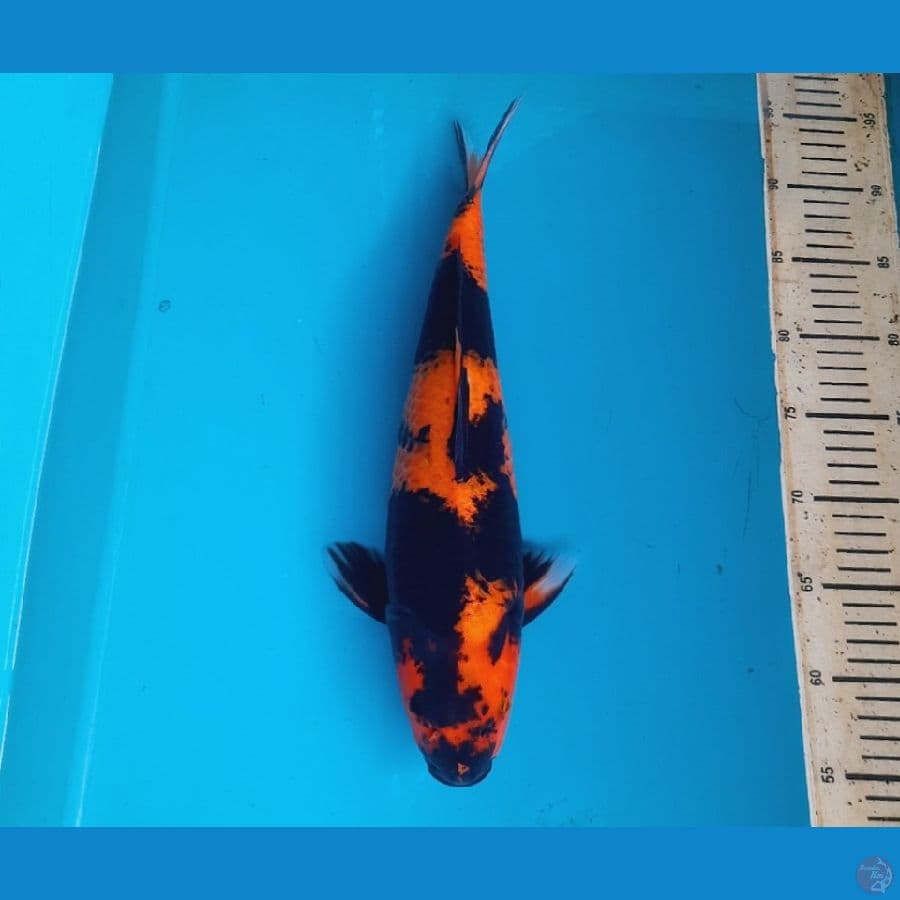 Hiu 39cm female