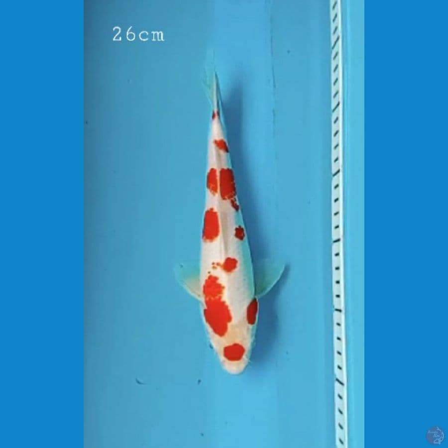 kohaku 26cm