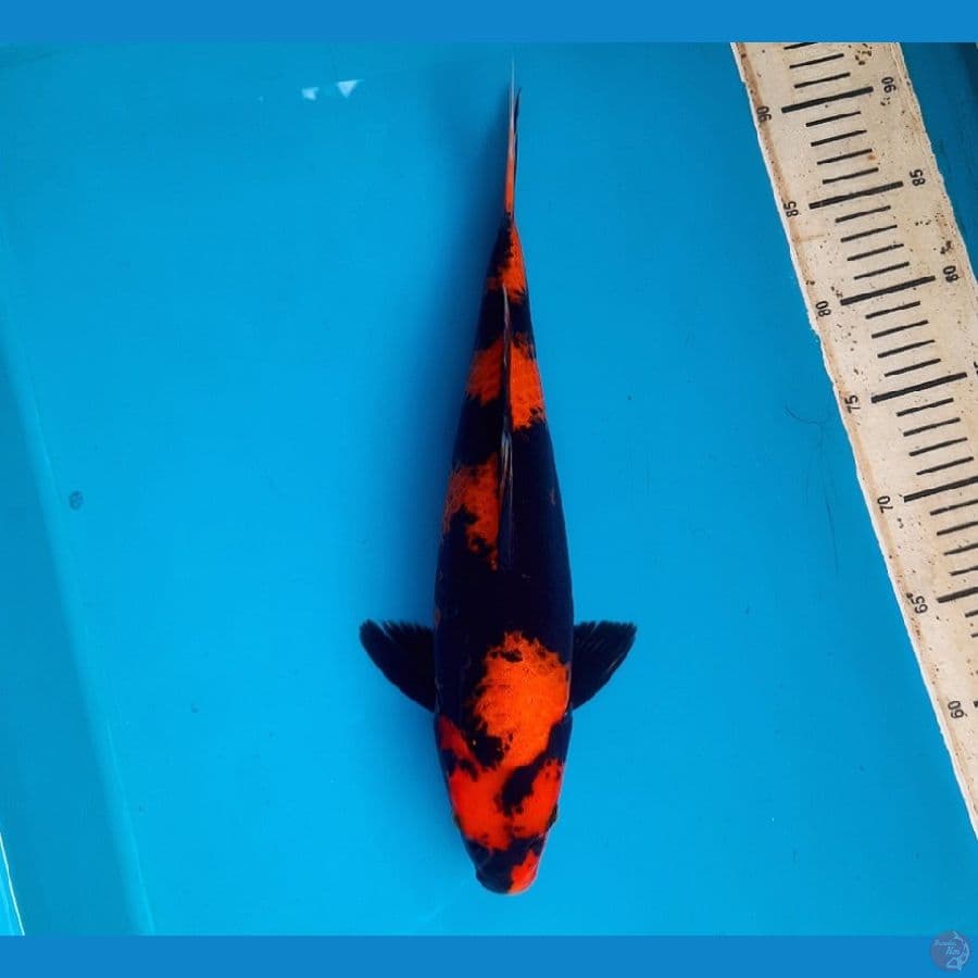 Hiu 36cm male