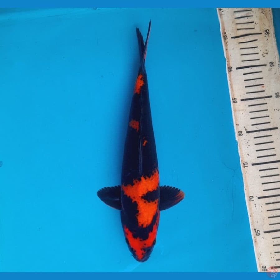 HI UTSURI 34CM MALE