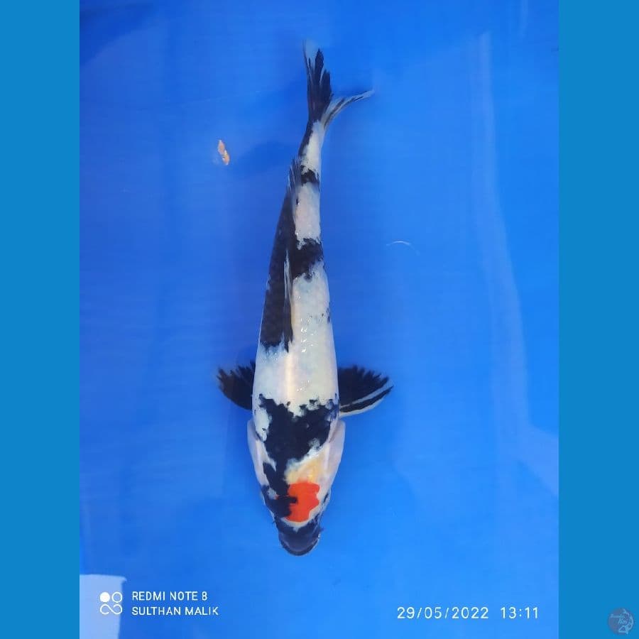 tanco showa 25 cm 