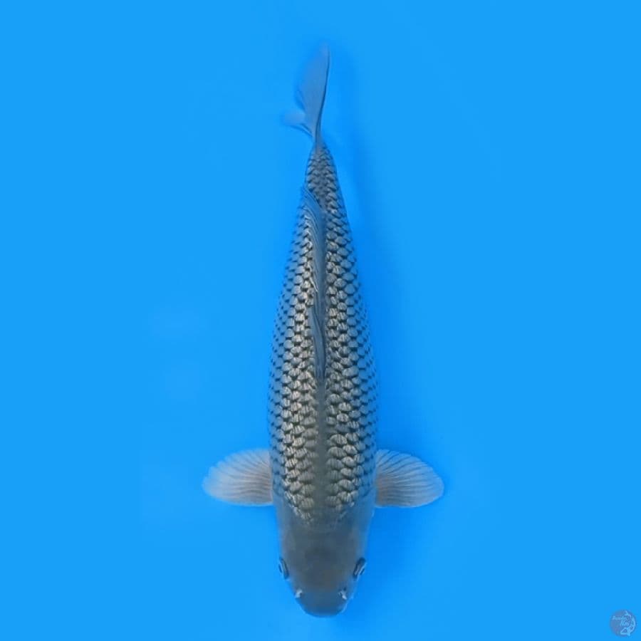 SORAGOI GINRIN 42CM FEEMALE