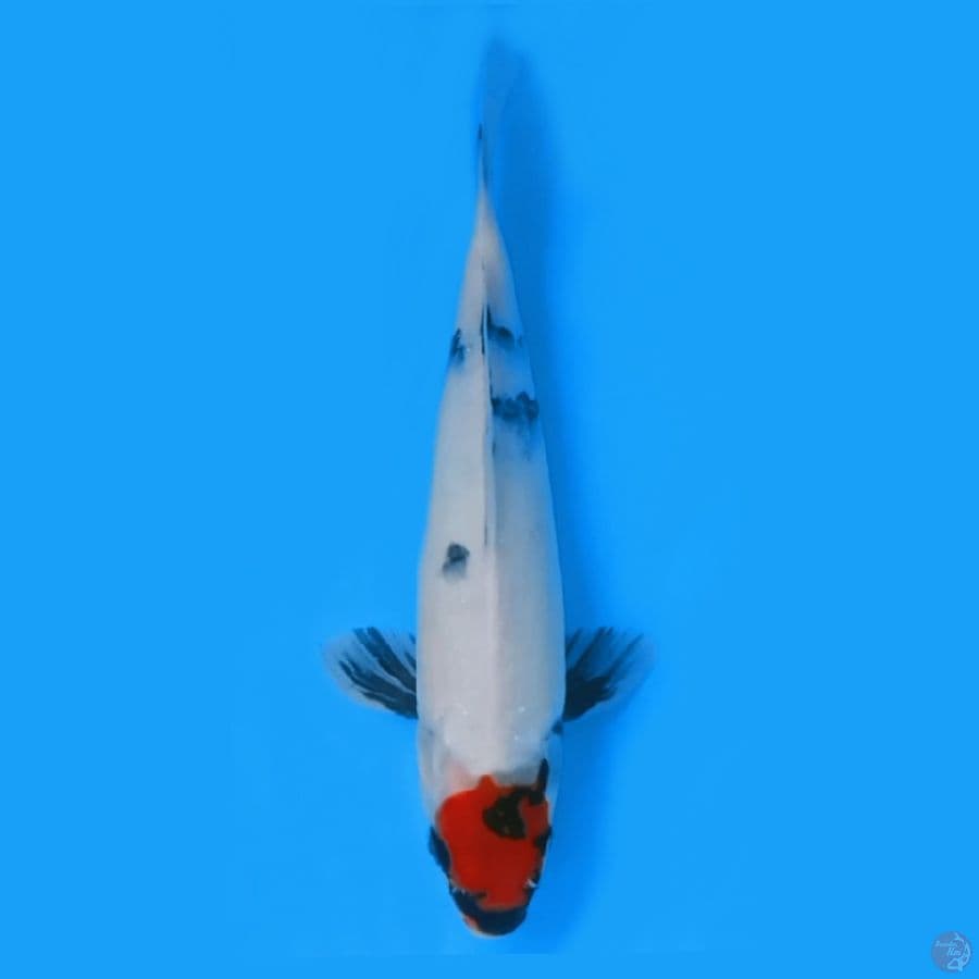 TANCO SHOWA 32cm FEEMALE
