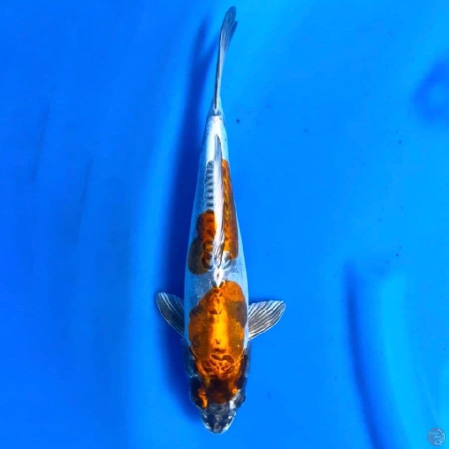 gold kiko 2 steps 30cm