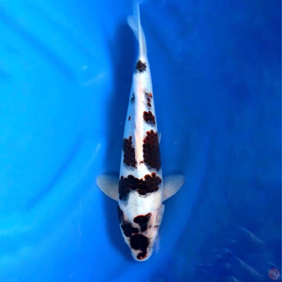 budo goromo good skin 35cm 