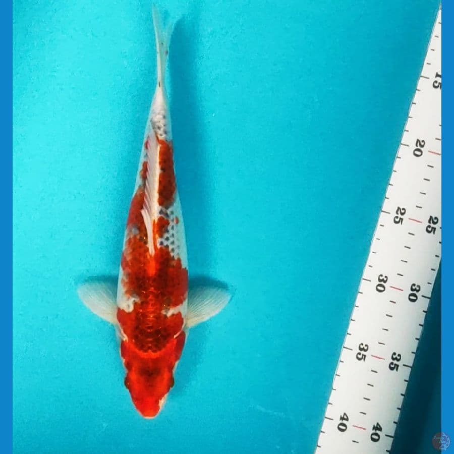 goshiki strong 27cm male