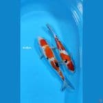 Sanke / 31 - 35 cm 