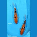 Sanke / 30 - 32 cm 
