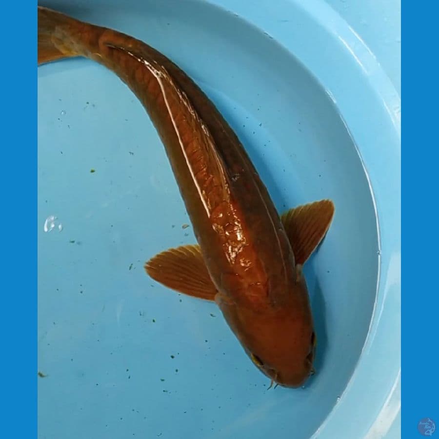 cagoo aragoke male 45 cm