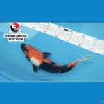 SHOWA 33CM JANTAN --- CANAYA KOI FARM