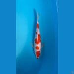 MARUTEN KOHAKU KUCIBENI ORIGINAL 30bu